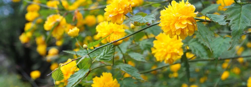 Gelbe Blüten des Ranunkelstrauchs in Nahaufnahme.